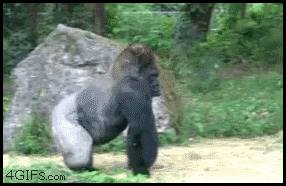 walking-gorilla.gif?w=497